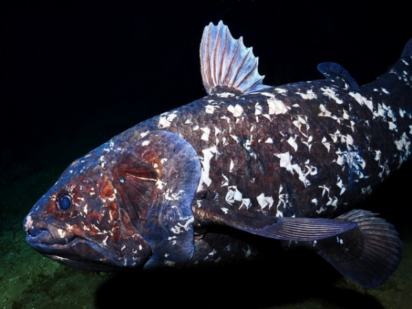Triton 3
